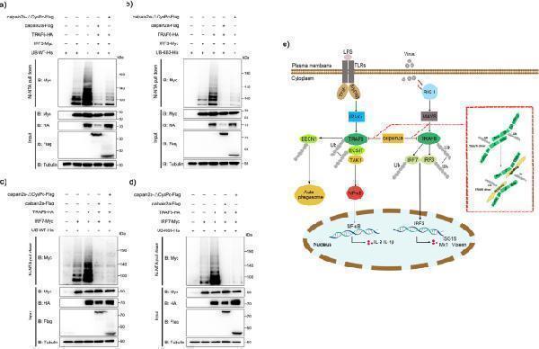 m00185 42003_2023_4711_fig9_html