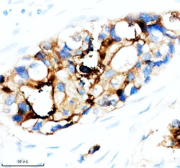 m00187 1 muc1 primary antibodies ihc testing 1