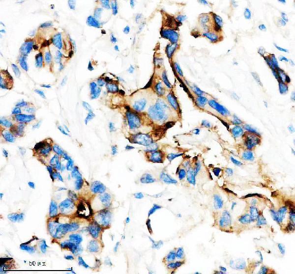 m00187 1 muc1 primary antibodies ihc testing 2