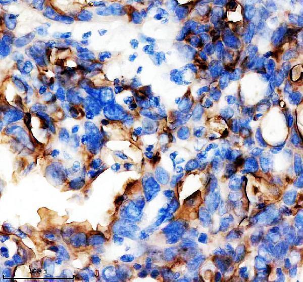 m00187 1 muc1 primary antibodies ihc testing 3
