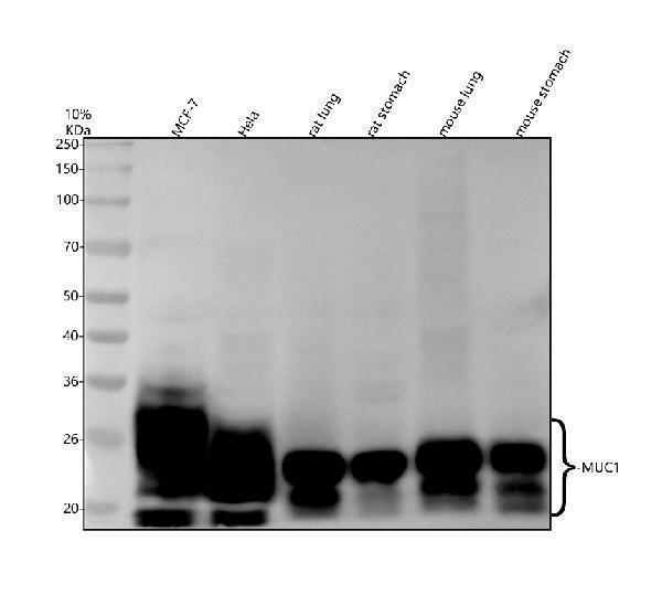 m00187 1 muc1 primary antibodies wb testing 1