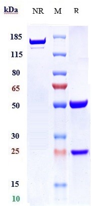 m00187 6 sds page