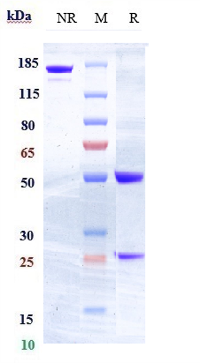 Anti-FLT3/CD135 Reference Antibody (IMC-EB10) on SDS-PAGE under reducing (R) condition