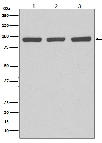 m00189 wb