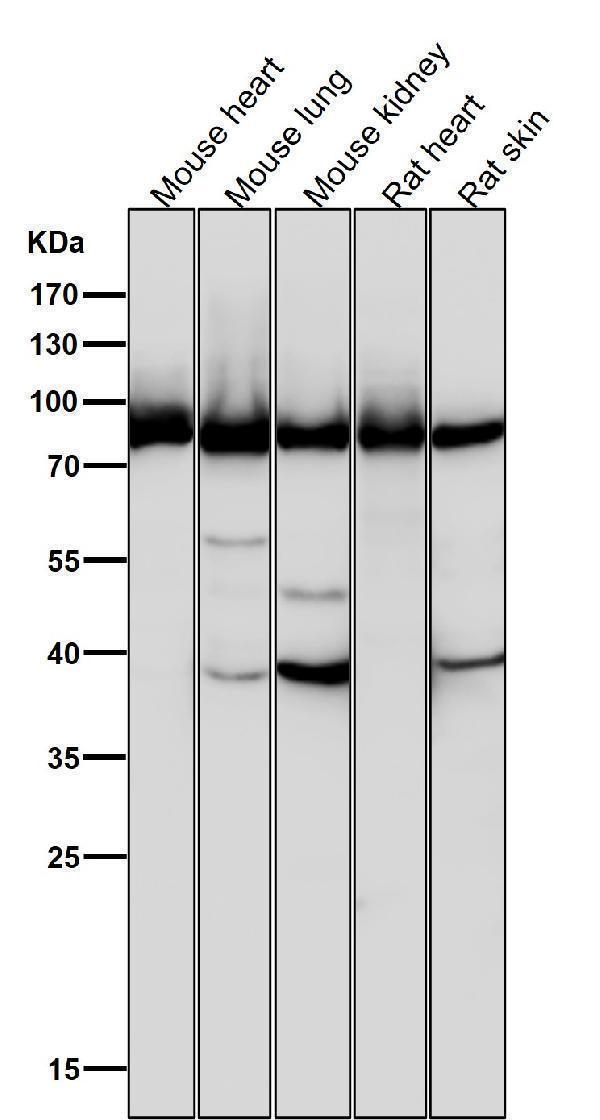 All lanes use the Antibody at 1:2K dilution for 1 hour at room temperature