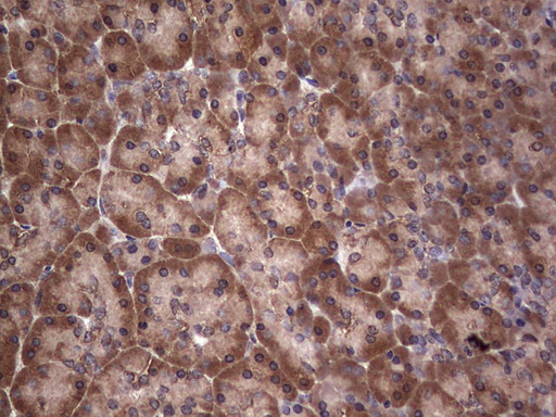 Immunohistochemical staining of paraffin-embedded Human pancreas tissue within the normal limits using anti-DICER1 mouse monoclonal antibody