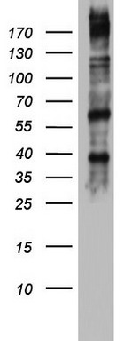 Western blot analysis of HT29 cell lysate (35ug) by using anti-DICER1 monoclonal antibody