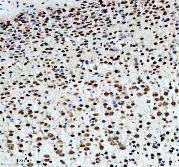 m00192 1 fmr1 primary antibodies ihc testing 1