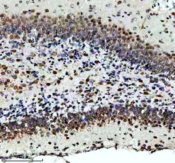 m00192 1 fmr1 primary antibodies ihc testing 2
