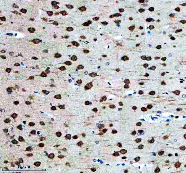 m00192 1 fmr1 primary antibodies ihc testing 3
