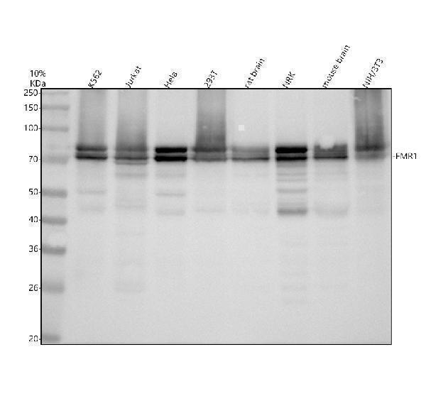 Western blot analysis of FMR1 using anti-FMR1 antibody (M00192)