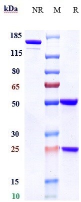 Anti-CD38 Reference Antibody (daratumumab) on SDS-PAGE under reducing (R) condition