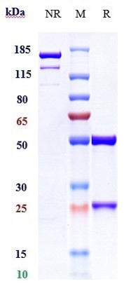 Anti-CD38 Reference Antibody (mezagitamab) on SDS-PAGE under reducing (R) condition