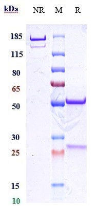 Anti-CD38 Reference Antibody (felzartamab) on SDS-PAGE under reducing (R) condition