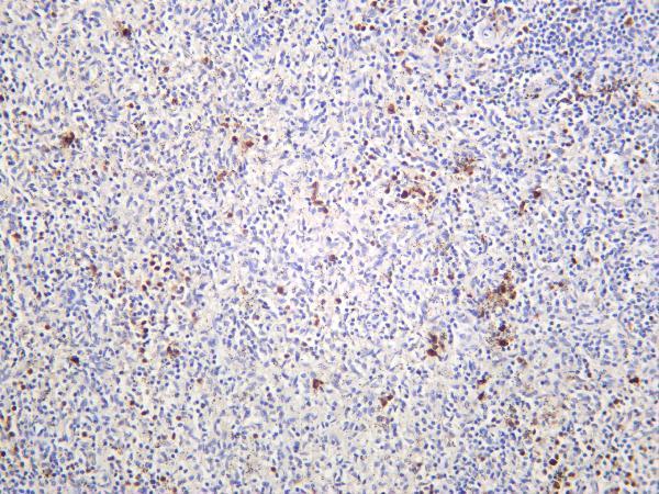 Human spleen was stained with anti-CD38 rabbit antibody