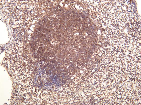 Mouse spleen was stained with anti-CD38 rabbit antibody