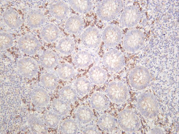 Human appendix was stained with anti-CD38 rabbit antibody