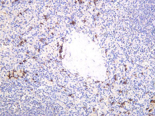 m00193 7 cd38 primary antibodies ihc testing 4