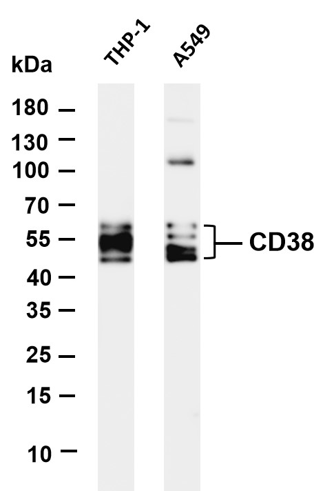 m00193 7 cd38 primary antibodies wb testing 1