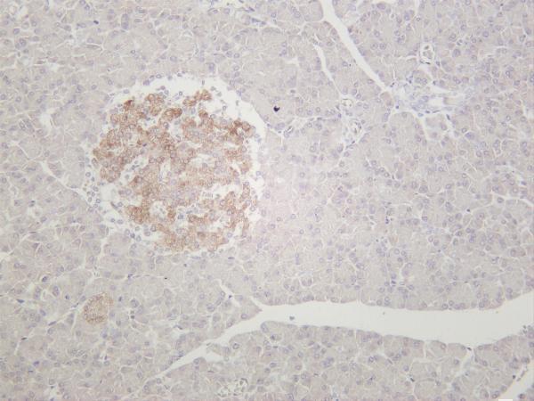Rat pancreas was stained with anti-CD38 rabbit antibody