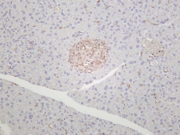 Mouse pancreas was stained with anti-CD38 rabbit antibody