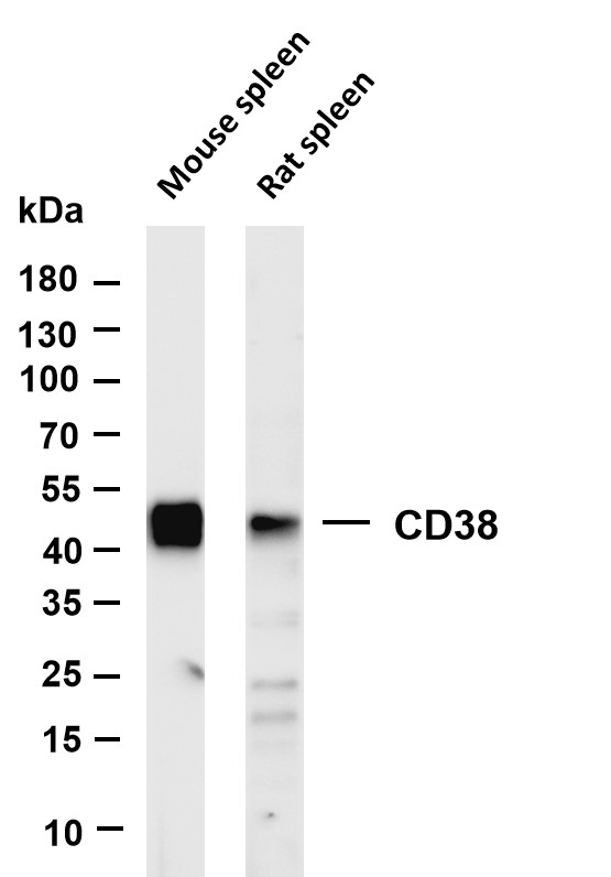 Various whole cell lysates were separated by 4-20% SDS-PAGE, and the membrane was blotted with anti-CD38 antibody