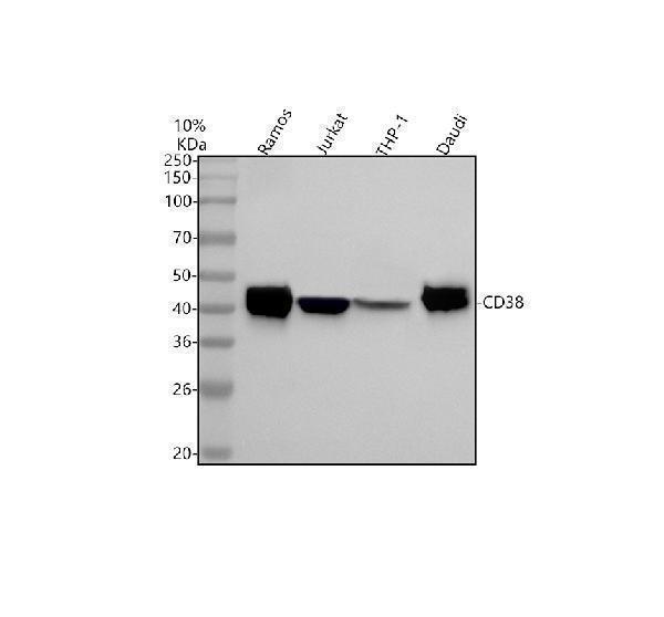  Western blot analysis of CD38 anti-CD38  using antibody (M00193)
