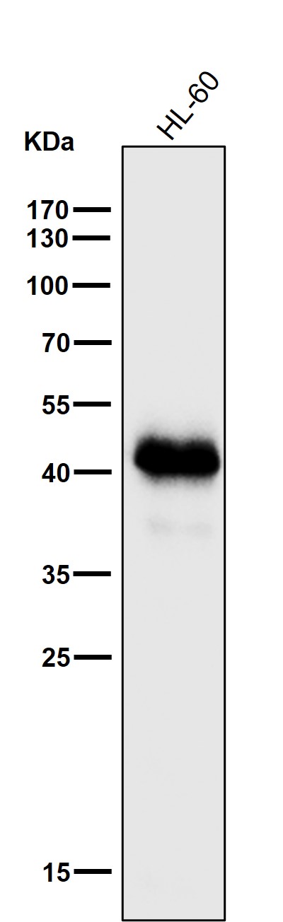 All lanes use the Antibody at 1:1K dilution for 1 hour at room temperature