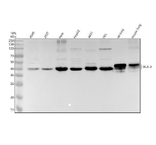 Western blot analysis of HLA-A using anti-HLA-A antibody (M00194-4)