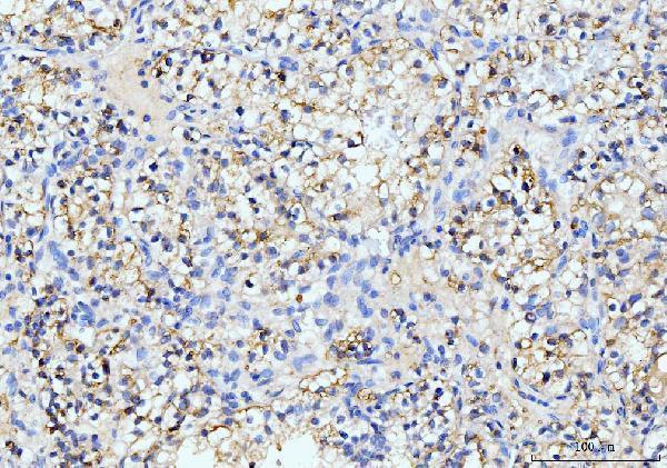 IHC analysis of ITCH/AIP4 using anti-ITCH/AIP4 antibody (M00195-1)