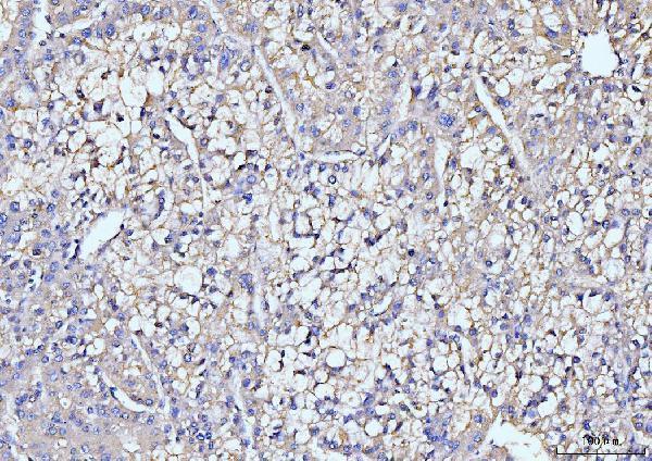m00195 1 itch primary antibodies ihc testing 4