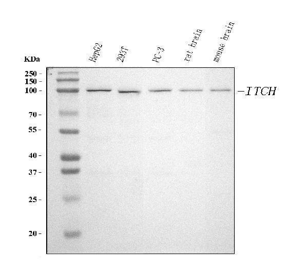  Western blot analysis of ITCH/AIP4 using anti-ITCH/AIP4 antibody (M00195-1)