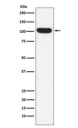Western blot analysis of ITCH/AIP4 expression in K562 cell lysate