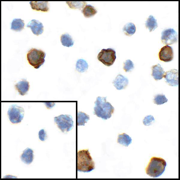 Immunocytochemistry of CD80 in transfected HEK293 cells with CD80 antibody at 1 μg/mL