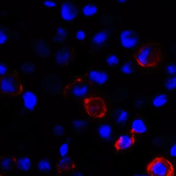 Immunofluorescence of CD80 in transfected HEK293 cells with CD80 antibody at 2 μg/mL