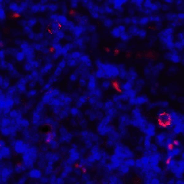 m00196 1 cd80 primary antibodies if testing 4
