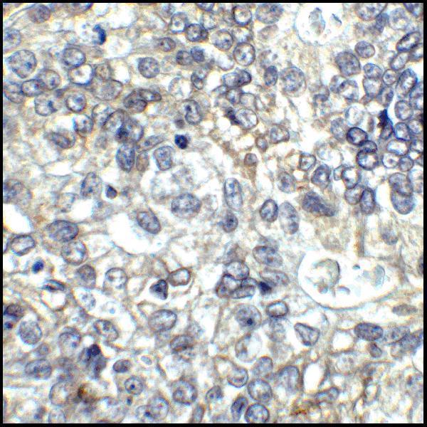 m00196 1 cd80 primary antibodies ihc testing 5