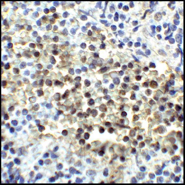 m00196 1 cd80 primary antibodies ihc testing 6