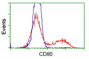 HEK293T cells transfected with either CD80 (Myc-DDK-tagged) overexpress plasmid (Red) or empty vector control plasmid (Blue) were immunostained by anti-CD80 antibody (M00196-3)