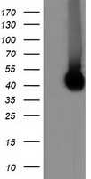 HEK293T cells were transfected with the pCMV6-ENTRY control (Left lane) or pCMV6-ENTRY CD80 (Right lane) cDNA for 48 hrs and lysed