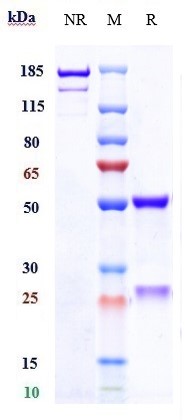 Anti-CD28L/CD80 Reference Antibody (galiximab) on SDS-PAGE under reducing (R) condition