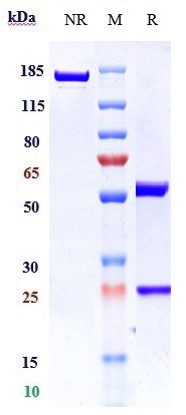 Anti-TLR3/CD283 Reference Antibody (CNTO5429) on SDS-PAGE under reducing (R) condition