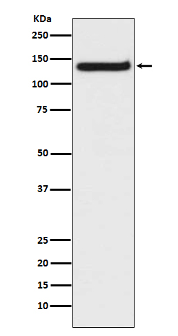 Western blot analysis of TLR9 expression in Raji cell lysate