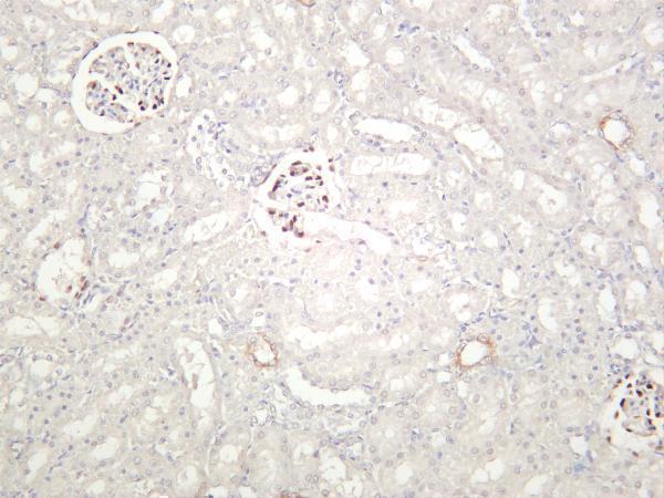 Rat kidney was stained with anti-Wilms Tumor Protein rabbit antibody