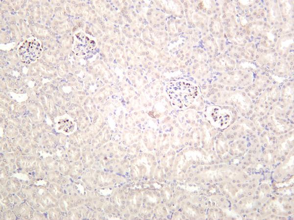Mouse kidney was stained with anti-Wilms Tumor Protein rabbit antibody
