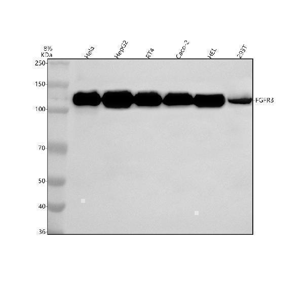m00200 1 fgfr3 primary antibodies wb testing 1