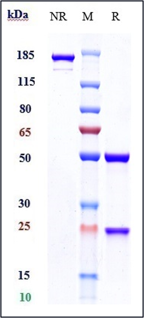 Anti-FGFR3/CD333 Reference Antibody (vofatamab) on SDS-PAGE under reducing (R) condition