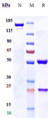 Anti-FGFR3/CD333 Reference Antibody (LY3076226) on SDS-PAGE under reducing (R) condition