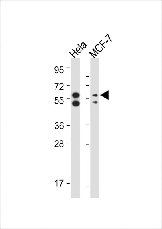 m00201 anti pink1 antibody wb testing 2