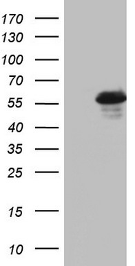 m00202 1 anti rip3 ripk3 mouse monoclonal antibody clone id oti1b3 wb testing 1